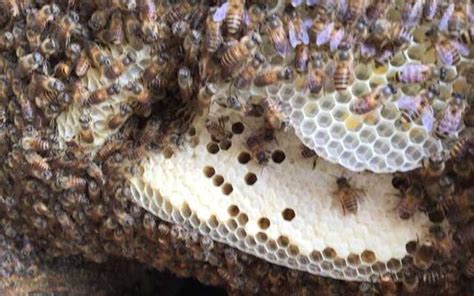 路角 蜜蜂如何築巢